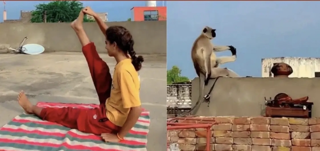 மாடியில் யோகா செஞ்ச பொண்ணு… பக்கத்துல வந்து ‘அதே போஸ்’ கொடுத்த குரங்கு…. வேற லெவல் வைரல் வீடியோ….!!