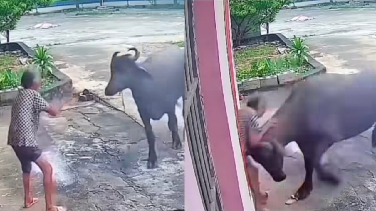 அது சும்மா தானே நடந்து போகுது..! “வேணும்னு வம்பிழுத்த பாட்டி”.. நொடியில் சாய்த்து தள்ளி கொம்பால் தூக்கி வீசிய சம்பவம்… பகீர் வீடியோ..!!