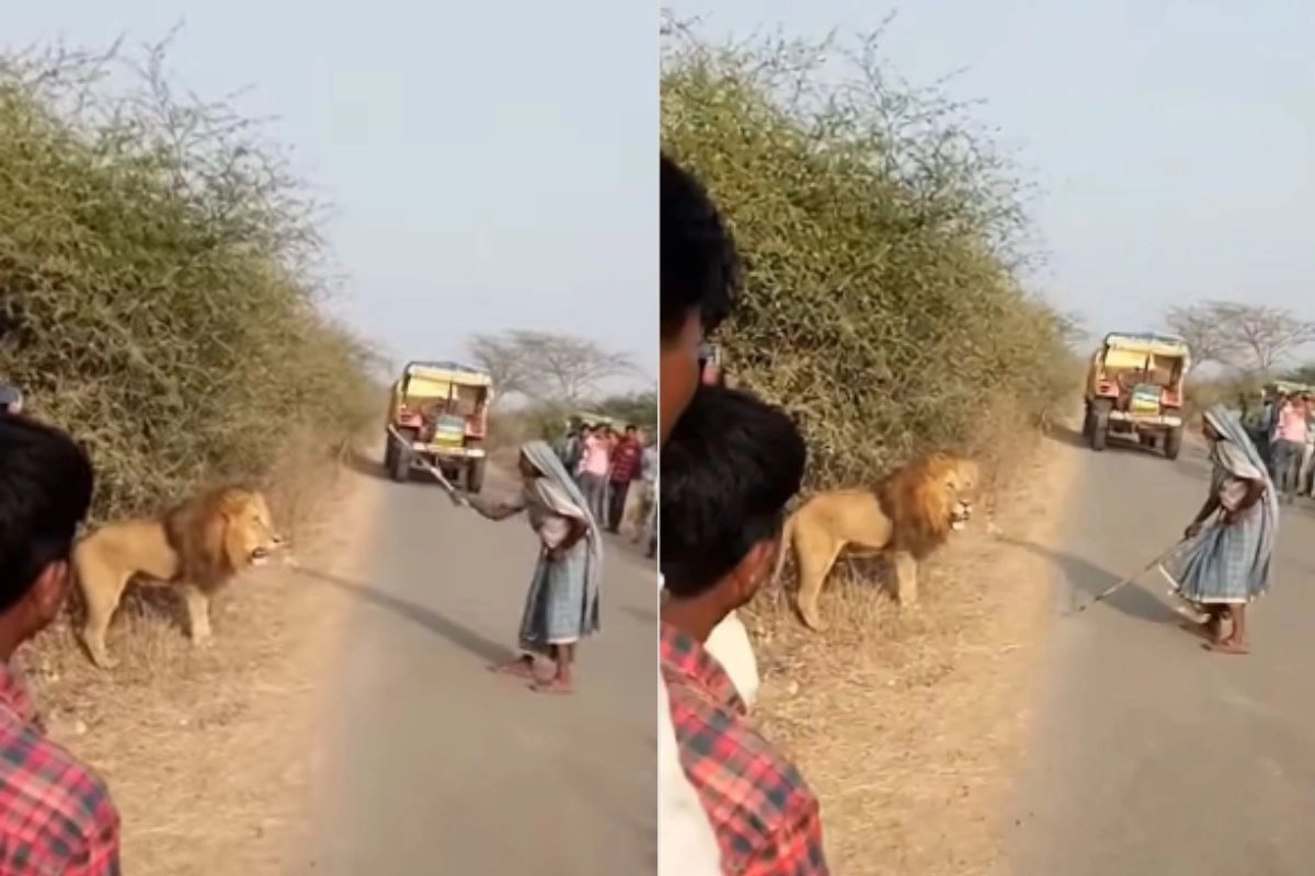 இந்த வயதிலும் இவ்வளவு தைரியமா…? குச்சிய வச்சு சிங்கத்தை விரட்டின பாட்டி…. வைரலாகும் AI வீடியோ….!!