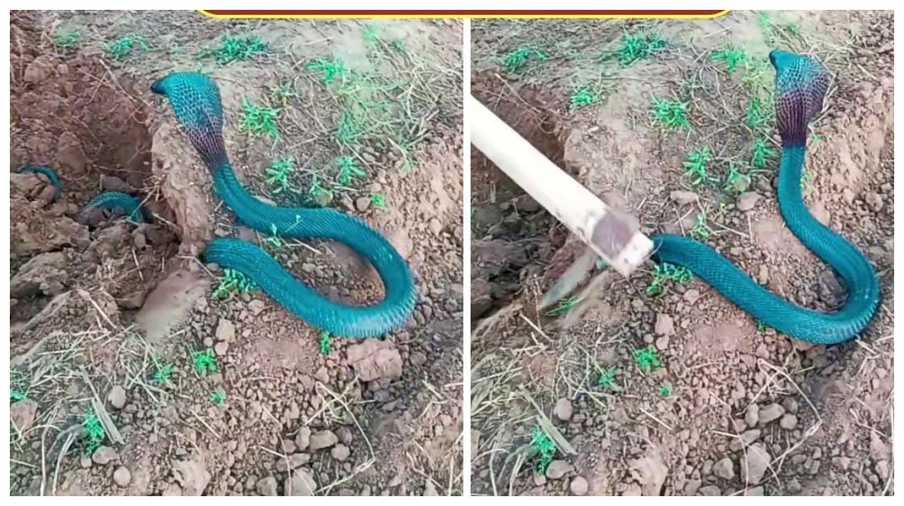 வயலில் வேலை செய்த விவசாயி… திடீரென மண்ணுக்குள் இருந்து வெளிவந்த நீல நிற நாக பாம்பு… வைரலாகும் அதிர்ச்சி வீடியோ…!!!!