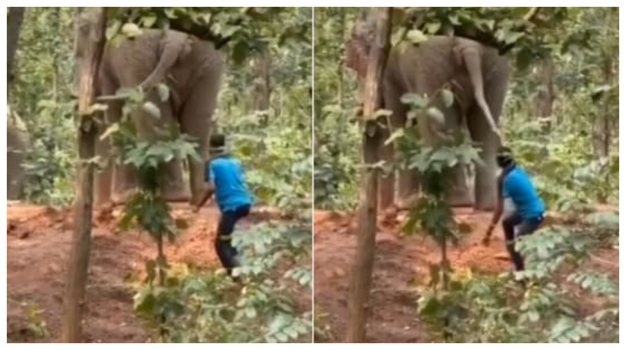 இரக்கமே இல்லையா?… காட்டில் யானையின் வாலை பிடித்து இழுத்து, கற்களை எரிந்து அட்டகாசம் செய்த பொதுமக்கள்…. வைரலாகும் அதிர்ச்சி வீடியோ…!!!!