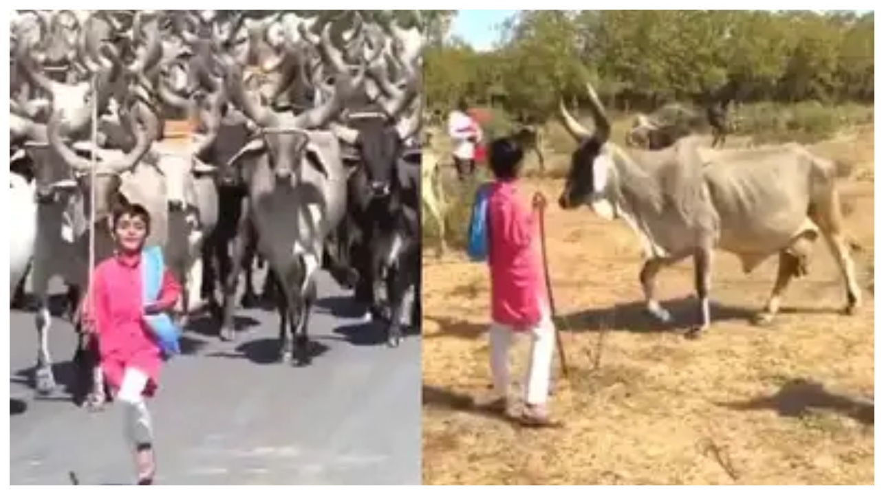 மாடுகளை மேய்க்கும் சிறுவன்… ஒவ்வொரு மாட்டின் பெயர்களை சொன்னதும் எவ்வளவு அழகா ஓடி வருதுன்னு பாருங்க… வைரலாகும் வீடியோ…!!!
