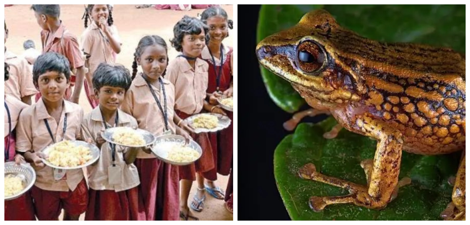 “அரசு பள்ளி”…. மதிய உணவில் கிடந்த தவளை… பெற்றோர்கள் எதிர்ப்பு…!!!