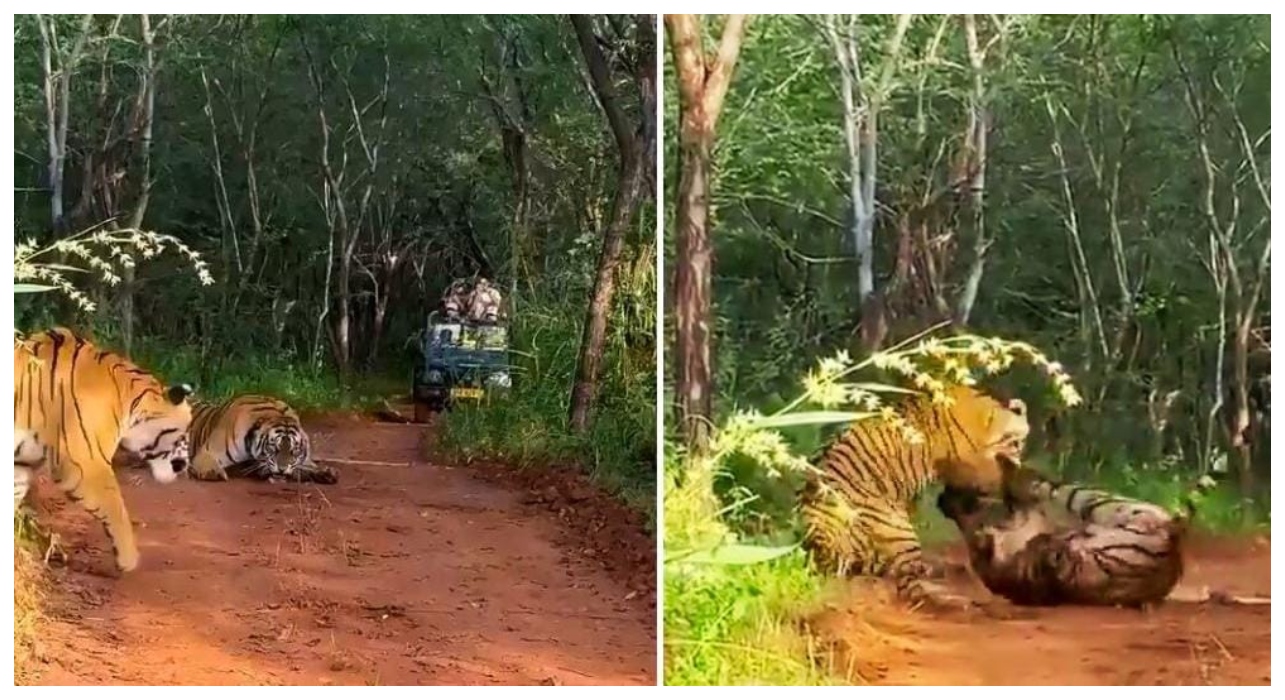 அட தாயும், மகளும் இப்படியா சண்ட போடுவீங்க…. காட்டுக்குள் நடந்த மோதல்…. அதிர்ச்சியில் உறைந்து நின்ற சுற்றுலாப் பயணிகள்… வைரலாகும் வீடியோ…!!!