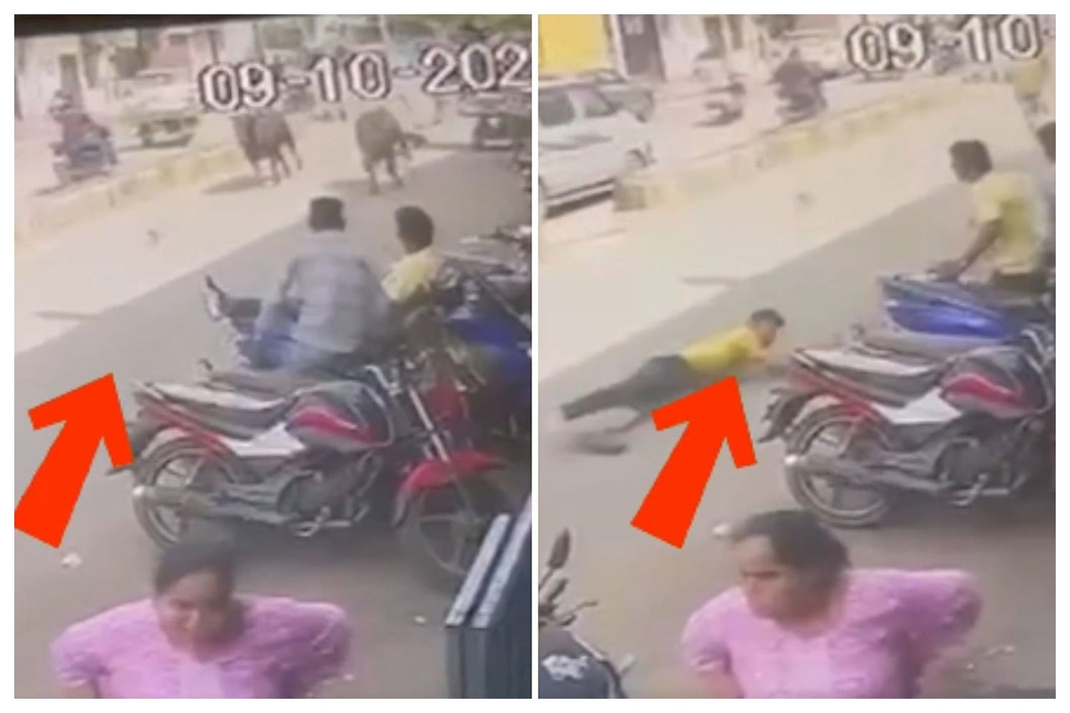 சாலையில் சென்ற மாடுகளை பிடிக்கும் முயன்ற நபர்… கயிறு கால்களில் சிக்கி தரதரவென இழுத்து… வைரலாகும் அதிர்ச்சி வீடியோ…!!!