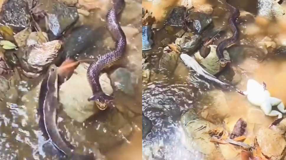 அடியாத்தி இவனா..? “நம்மள சாப்பிடாம விடமாட்டான்”… சாகுறது தான் ஒரே வழி… என்னா ஒரு நடிப்பு… பாம்பை கண்டதும் நடித்த தவளை, மீன்… வியப்பூட்டும் வீடியோ..!!