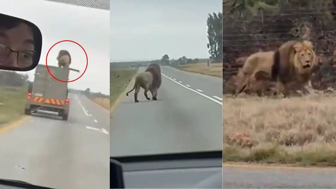 OMG! கூரையில் நின்ற சிங்கம்…. ஓடும் லாரியில் இருந்து பாய்ந்த திகில் வீடியோ….!!