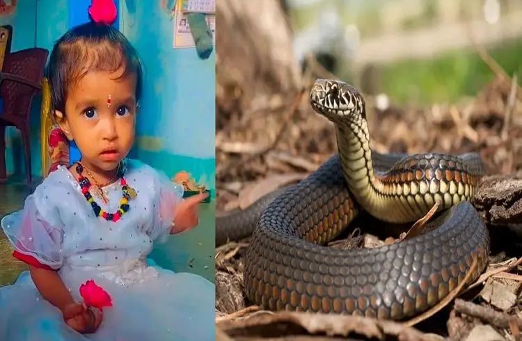 “ஐயோ பிள்ளை போச்சே” தரையில் விளையாடிய 1 1/2 வயது குழந்தை…. விஷப் பாம்பு கடித்து பரிதாப பலி…. சோகத்தில் மூழ்கிய கிராமம்….!!
