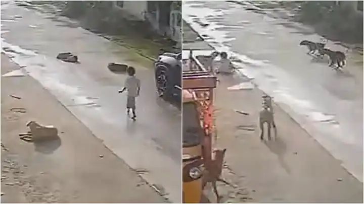 பெற்றோர்களுக்கு எச்சரிக்கை! தெருவில் நடந்து போன 7 வயது சிறுமி…. திடீரென பாய்ந்த 10 நாய்கள்…. கதறி அழுத குழந்தை…. பதற வைக்கும் சிசிடிவி காட்சி….!!