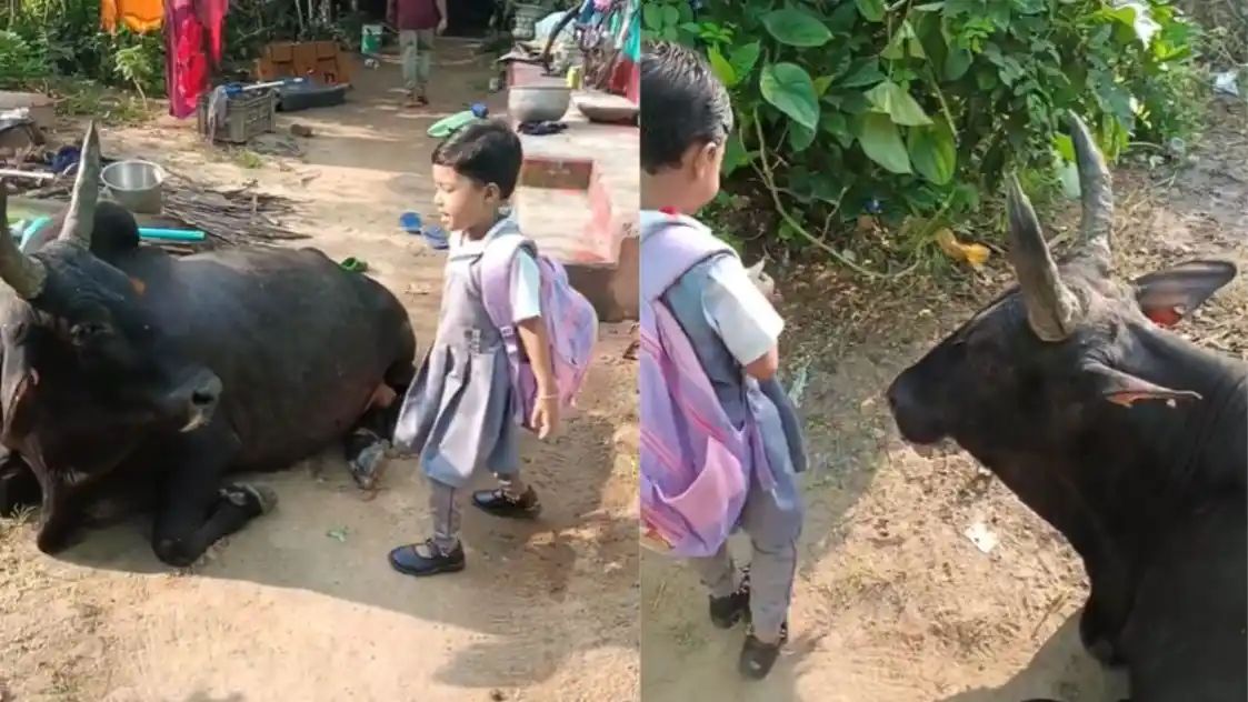 “நான் போயிட்டு வரேன்” காளை மாடுக்கு க்யூட்டான ‘பை பை’…. மாடு கூட ரசித்துப் பார்க்கும் பாசம்…. 36 லட்சம் பார்வையாளர்கள்…. வைரலாகும் வீடியோ….!!