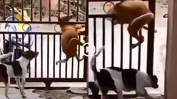 நண்பேண்டா! இதுதான் நட்பா….? சாமர்த்தியமான நாயின் உழைப்பு…. சும்மா இருந்த நாய்க்கு கிடைத்த ஜாக்பாட்….!!