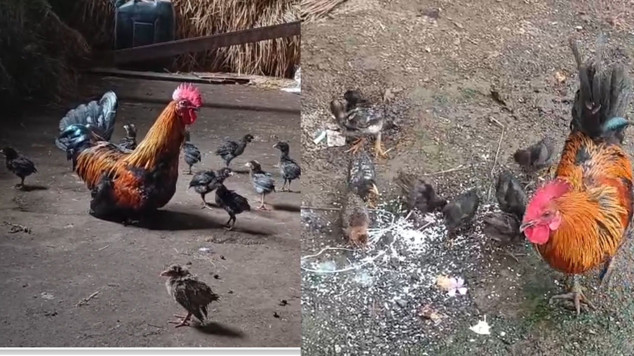 “தாய்க்கோழியை வேட்டையாடிய நாய்”… பரிதவிப்பில் நின்ற கோழி குஞ்சுகள்… தாயாக மாறி காவல் காத்த சேவல்…. புல்லரிக்க வைக்கும் வீடியோ..!!