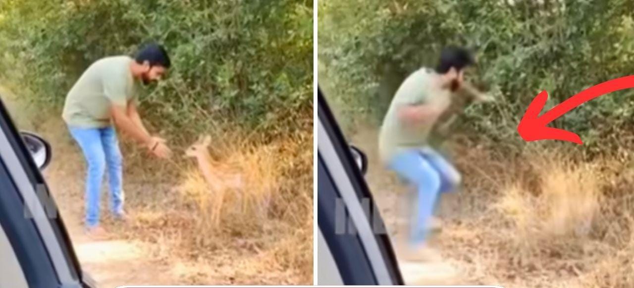 மானை நெருங்க முயன்ற வாலிபர்…. திடீரென சீறி பாய்ந்த புலி… அடுத்து நடந்த அதிர்ச்சி…. பதற வைக்கும் வீடியோ காட்சி….!!!