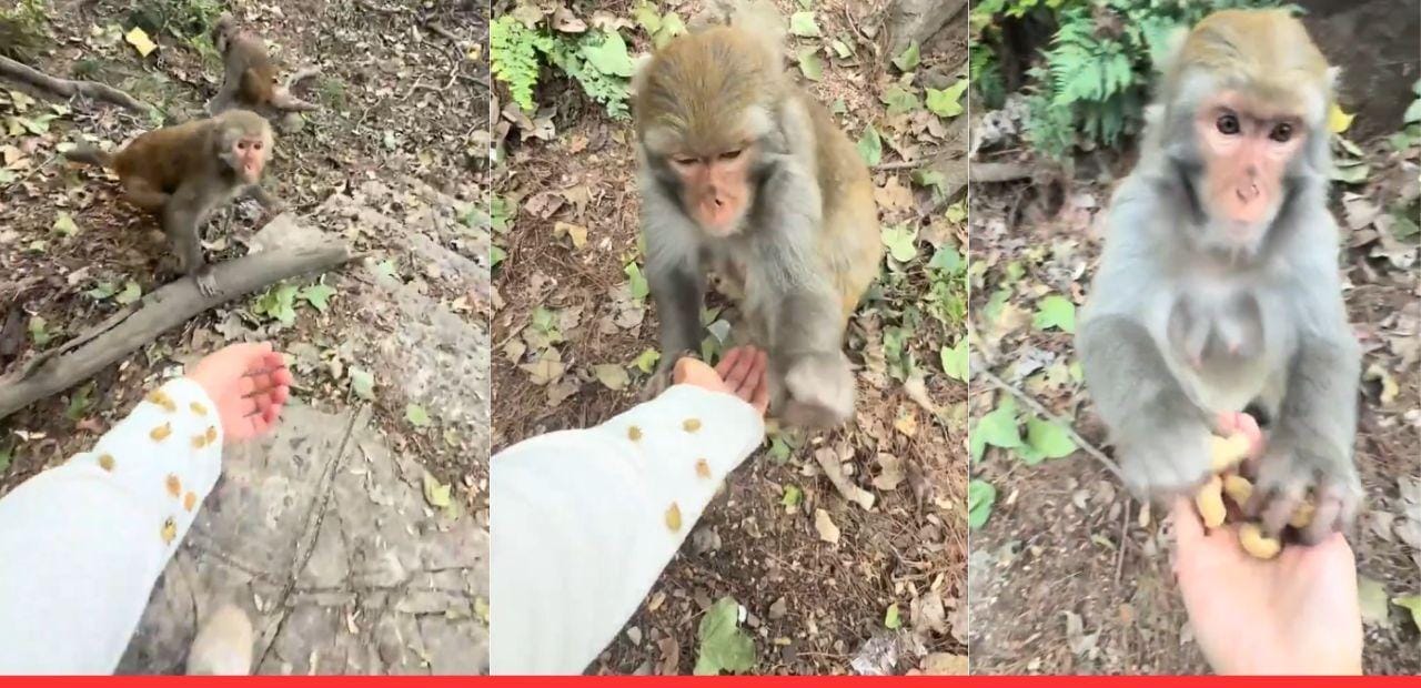 ஐயோ..! என் கையில முள் குத்திடுச்சு…. மருத்துவராக மாறிய குட்டி குரங்கு…. வைரலாகும் க்யூட் வீடியோ…!!!