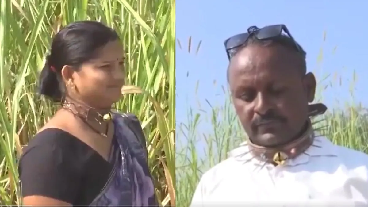 தொடர்ந்து சிறுத்தையின் வேட்டைக்கு பலியாகும் விவசாயிகள்… கழுத்தில் கூர்மையான இரும்புக் காலர்களை அணிந்து… வைரல் வீடியோ..!!