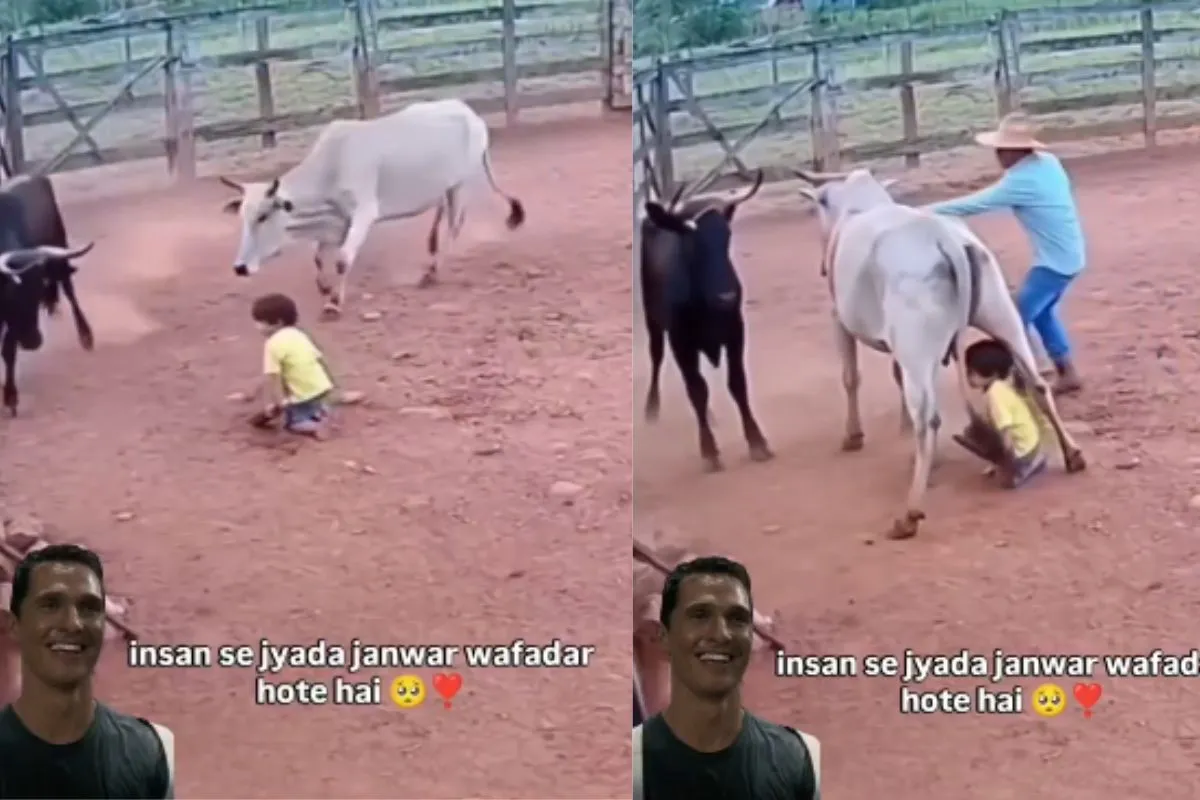 “விசுவாசம்னா இப்படி இருக்கணும்..!”… காளையின் தாக்குதலில் இருந்து குழந்தையை காப்பாற்றிய பசு… வைரலாகும் நெஞ்சை தொடும் வீடியோ..!!!