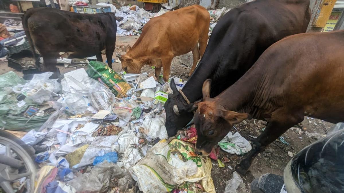 விபத்தில் உயிரிழந்த கோவில் மாட்டின் வயிற்றில் இருந்த 10 கிலோ பிளாஸ்டிக் கழிவுகள்… அதிர்ச்சி சம்பவம்…!!!
