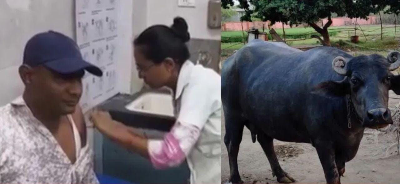தெரு நாய் கடித்து எருமை மாடு உயிரிழப்பு… மாட்டின் பாலை அருந்திய 35 கிராம மக்கள்… ரேபிஸ் நோய் தொற்றும் அபாயம்… அதிர்ச்சி சம்பவம்..!!!