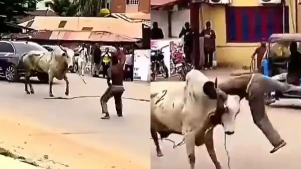 இதெல்லாம் தேவையா?… பட்டப்பகலில் நடுரோட்டில் காளை மாடை வம்புக்கு இழுத்த இளைஞர்… முட்டி தூக்கி வீசி… வைரலாகும் அதிர்ச்சி வீடியோ..!!