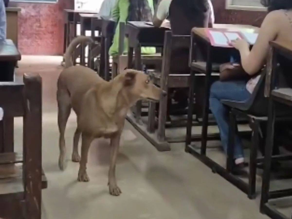 யாராவது பிட் அடிச்சீங்க அவ்வளவு தான்… பல்கலைக்கழகத்தில் தேர்வு எழுதிய மாணவர்கள்… திடீரென உள்ளே நுழைந்து கண்காணித்த தெரு நாய்… வைரல் வீடியோ….!!!