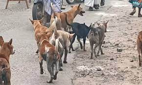 நம்பவே முடியவில்லை! தெரு நாயுடன் 4 பேர் செய்த கொடூரம்… பெங்களூருவில் பெரும் பரபரப்பு!