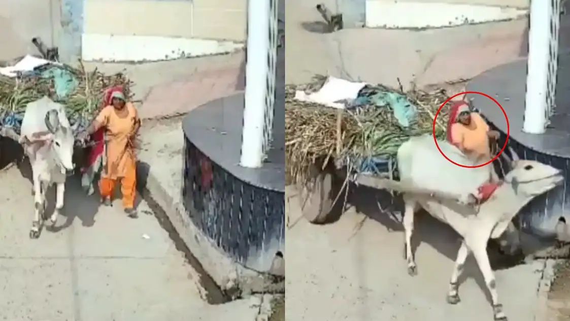 திடீரென மிரண்டு ஓடிய மாடு… சுவர் மற்றும் மாட்டுவண்டியின் இடையில் சிக்கிய பெண் பலி… பதற வைக்கும் வீடியோ..!!