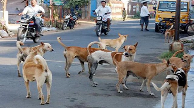 தெருநாயால் பாதிக்கப்பட்ட வட்டாட்சியர்… 3 நாள் தான் Time…. அதிகாரிகள் மீது நடவடிக்கை….? அதிரடி காட்டும் கலெக்டர்….!!