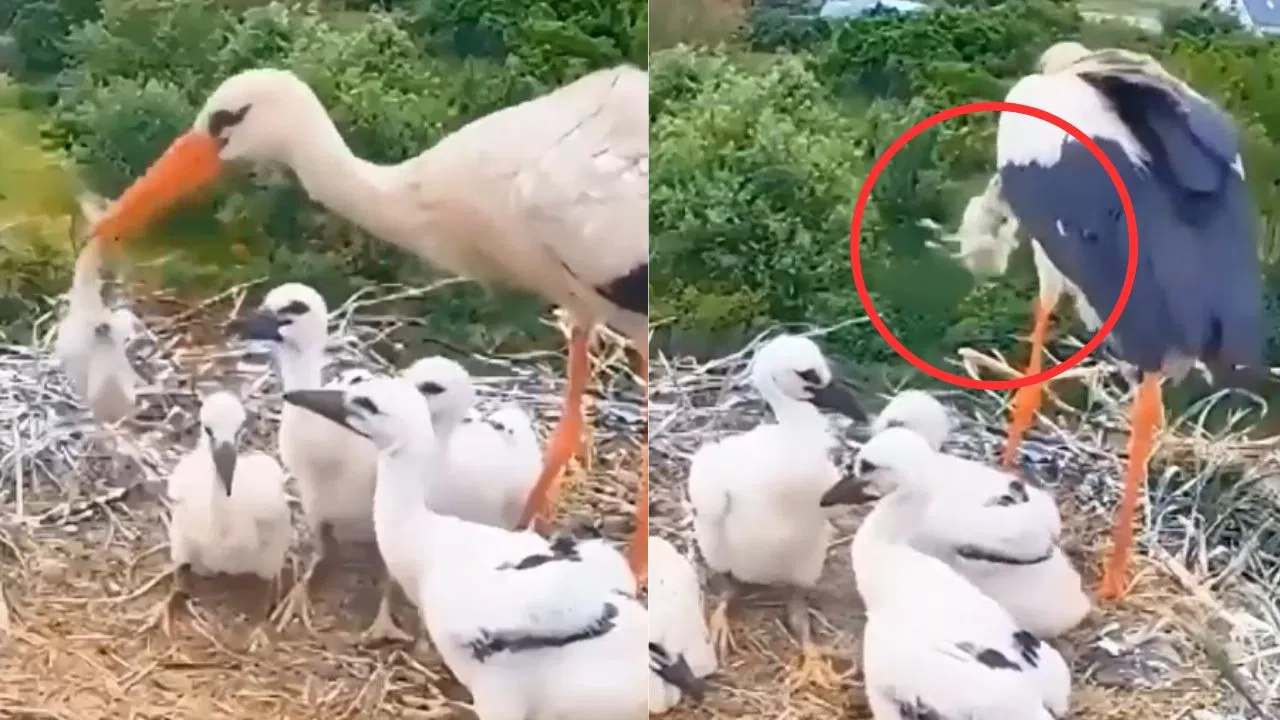ஒரு தாயே இப்படி பண்ணலாமா?… கூட்டில் இருந்த குஞ்சை வாயால் தூக்கி கீழே வீசிய தாய்ப்பறவை… கண் கலங்க வைக்கும் வீடியோ…!!