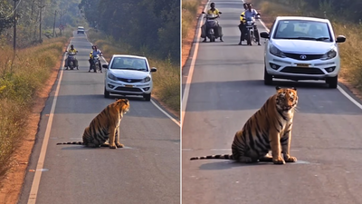 ROAD-ல உட்காந்து அடம்பிடித்த புலிக்குட்டி…. மணிக்கணக்காக காத்திருந்த மக்கள்…. வைரலாகும் வீடியோ….!!