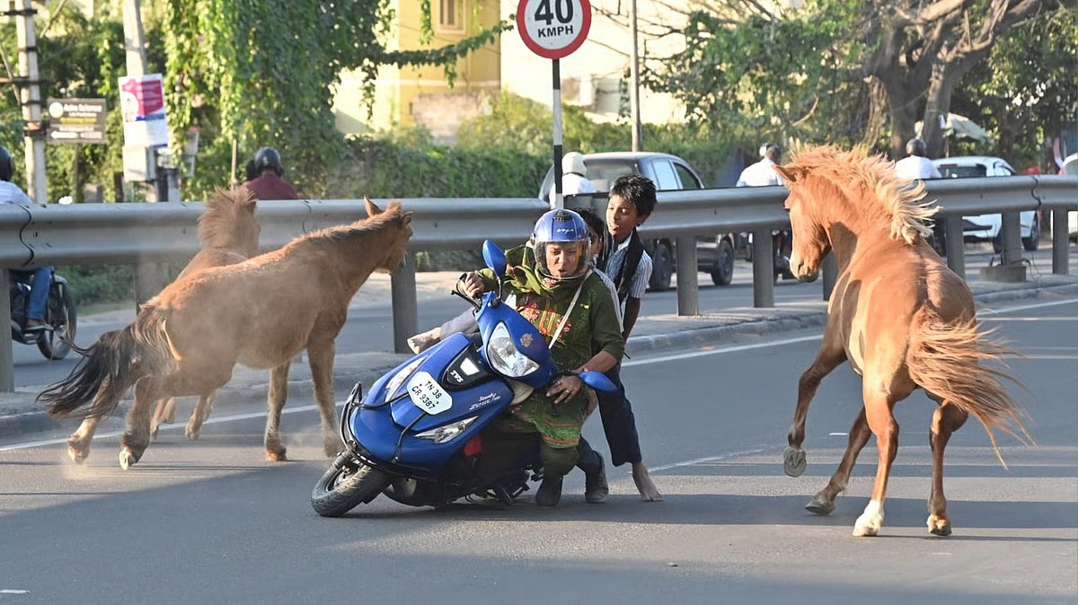 சாலையில் திடீரெனக் குறுக்கே ஓடிவந்த குதிரைகள்! ஸ்கூட்டரில் மோதிச் சரிந்த தாய், பள்ளிச் சிறுவர்கள்! கோவையில் நடந்த அதிர்ச்சி விபத்து..!!!