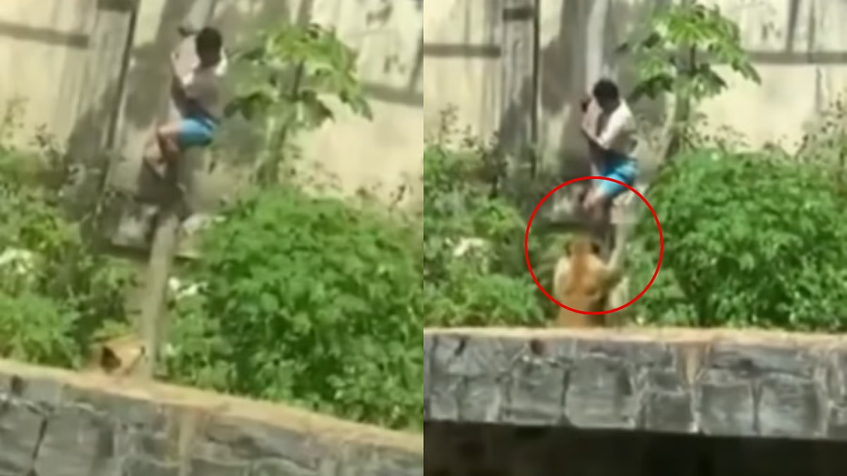 மிருகக்காட்சி சாலை… தடை செய்யப்பட்ட பகுதிக்குள் நுழைந்த 19 வயது இளைஞர்… சீறி பாய்ந்து ஓடி வந்த சிங்கம்…