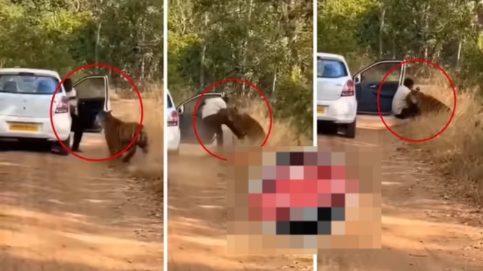 “இது உண்மையா?,AI யா?”… நடுக்காட்டில் காரை விட்டு இறங்கிய நபர்.. திடீரென பாய்ந்த புலி.. வைரலாகும் நடுங்க வைக்கும் வீடியோ..!!!