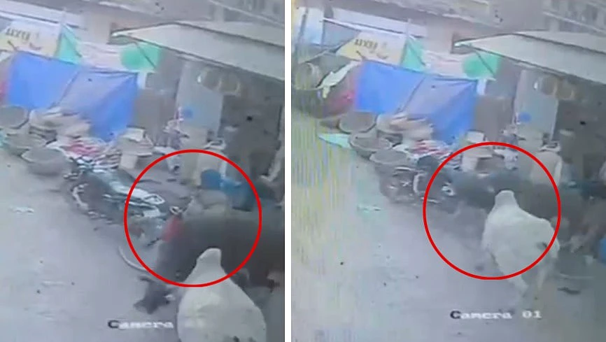 “அலட்சியம் தான் காரணம்!”.. காளை மாடு சண்டையில் சிக்கிய முதியவர்.. பொதுமக்கள் ஆவேசம்.. பதற வைக்கும் சிசிடிவி காட்சி..!!