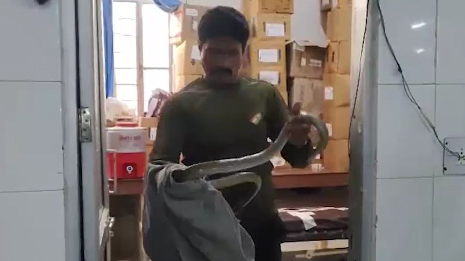 “ஐசியூ-வுக்குள் 6 அடி ராட்சதப் பாம்பு” மருந்துப் பெட்டிகளுக்குள் மறைந்ததால் பதற்றம்!  மருத்துவமனையில் நடந்த பரபரப்பு சம்பவம்..!!!