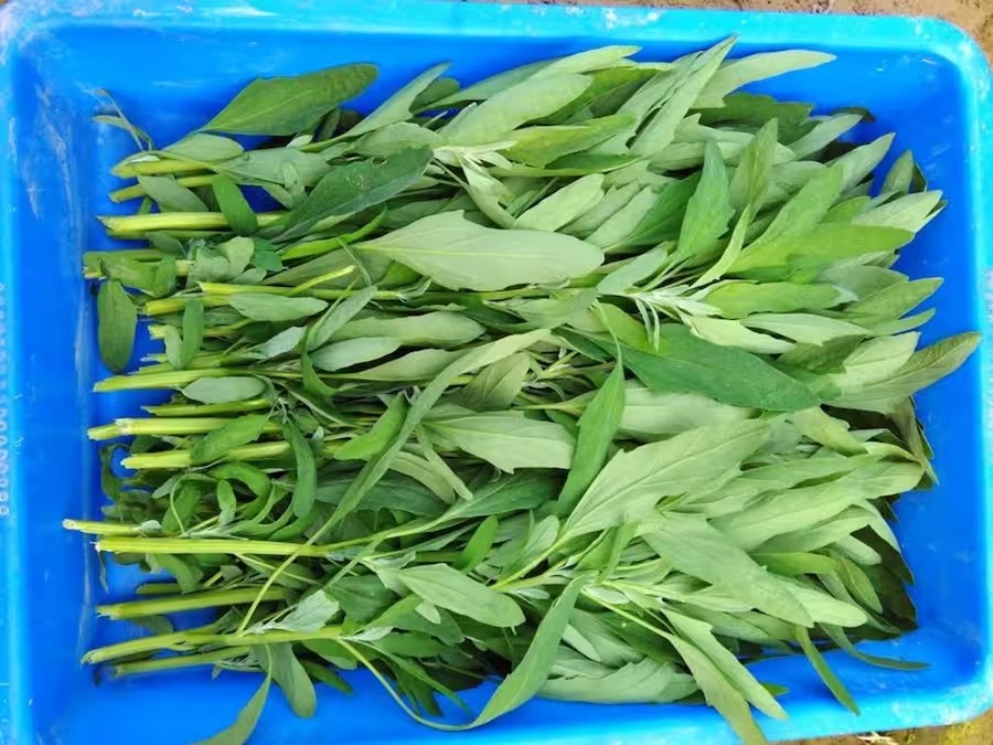 இந்தியாவில் ஓசியில் கிடைக்கும் இது… அமெரிக்காவில்  இத்தனை  ரூபாயா? வைரல் வீடியோ!