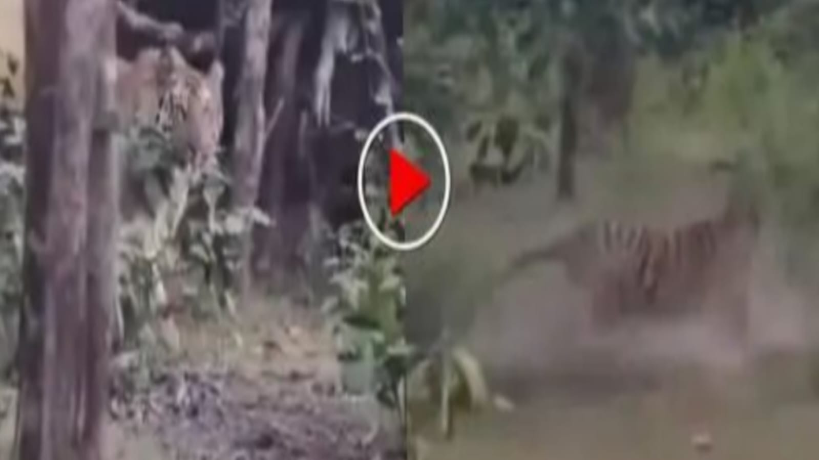 “காட்டின் ராஜாவே நான் தான்!” – புலி vs நாய்: சண்டைக்கு அழைத்த நாய்க்கு ஒரே நொடியில் மரணப் பாடம்! சமூக வலைத்தளங்களை அதிரவைக்கும் ஆக்ரோஷக் காட்சி!