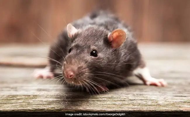 “சிகிச்சை வேண்டாம்… எலிப் பயமே போதும்!” படுக்கையில் ஏறி ‘அட்டகாசம்’ செய்யும் எலிகள்… அரசு மருத்துவமனைக்கு வந்த விபரீதம்