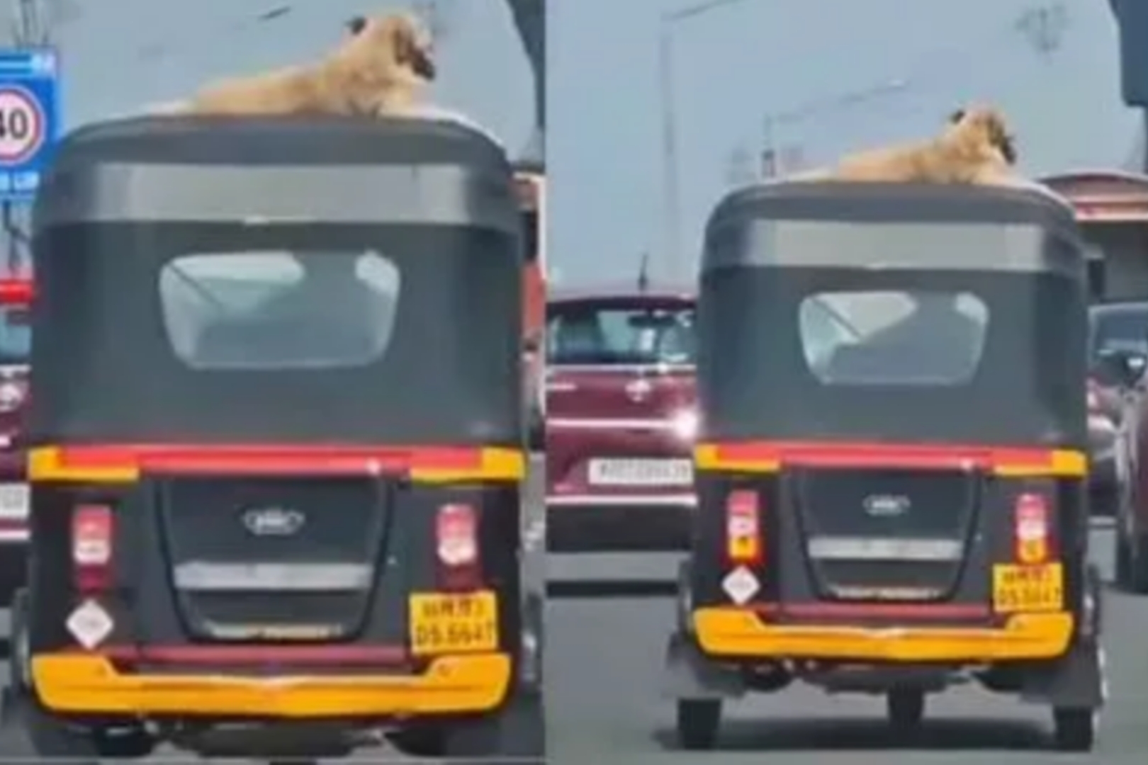 யார்ரா இவன்….? ஆட்டோ மேல ஏறி கெத்தா வர்றான்…. நெட்டிசன்களை ஆச்சரியப்படுத்திய நாய்…. வைரலாகும் வீடியோ….!!
