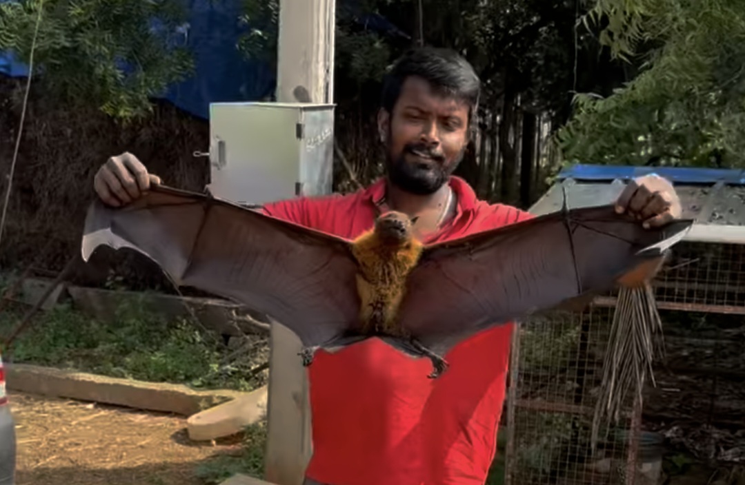 நிஜமாவே இது மிரட்டலா இருக்கு…. இவ்வளவு பெரிய வவ்வாலா….? கண்ணிமைக்கும் நேரத்தில் வைரலான வீடியோ….!!