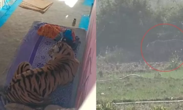 மரண பயம் காட்டிய மதிய வேளை –  “புலியின் பிடியில் சிக்கிய இளைஞர்” – அதிரடி வேட்டையில் வனத்துறையினர்…!!