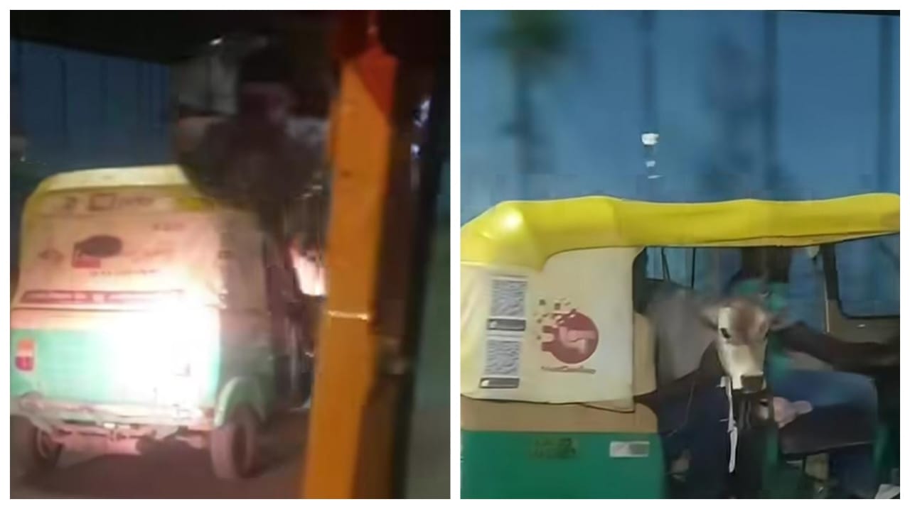 “இந்தியாவுக்கு  வாருங்கள்”… ஆட்டோவில் பயணி போல பயணம் செய்த கன்றுக்குட்டி… ஆச்சரியத்தில் உறைந்த வெளிநாட்டு நபர்… வைரல் வீடியோ..!!