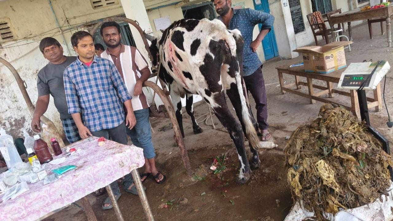 உயிருக்குப் போராடிய பசு! பசுவின் வயிற்றிலிருந்து எடுக்கப்பட்ட 52 கிலோ பிளாஸ்டிக் குப்பை! கண் கலங்க வைக்கும் சம்பவம்!