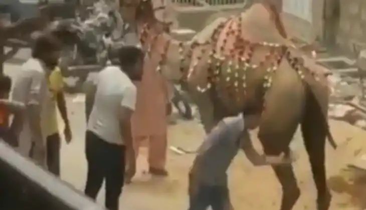 “கர்மாவின் பலன்!” பழிவாங்கிய ஒட்டகம்! இந்த இளைஞனுக்கு ஏற்பட்ட கதி உங்களுக்கு வரக்கூடாது! அதிர்ச்சி வீடியோ..!!
