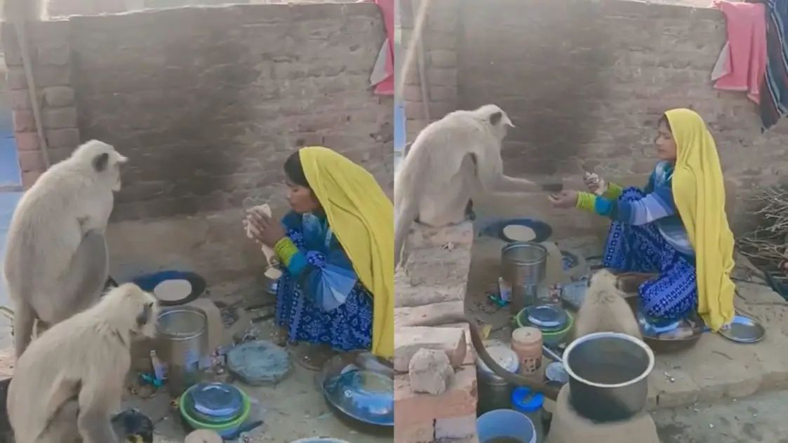 ‘கொஞ்சம் வெயிட் பண்ணுங்க ‘… சப்பாத்தி சூடா இருக்கு… குரங்குகளுக்கு குழந்தைகள் போல உணவளித்த பெண்… வைரலாகும் வீடியோ…!!!