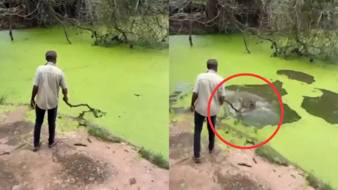 இதெல்லாம் தேவையா?… ஏரியில் அமைதியாக இருந்த முதலையை குச்சி விட்டு சீண்டி பார்த்த நபர்… நொடி பொழுதில் உயிர் தப்பிய சம்பவம்… வைரலாகும் அதிர்ச்சி வீடியோ…!!!