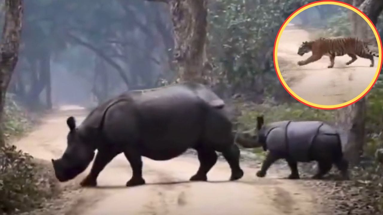 புலியை அலறவிட்ட காண்டாமிருகம்… தன் குட்டியை பாதுகாத்து அழைத்துச் சென்ற தாய்… சீறிப்பாய்ந்த புலி… அடுத்து என்ன நடந்துச்சு தெரியுமா?… வைரலாகும் அதிர்ச்சி வீடியோ…!!!