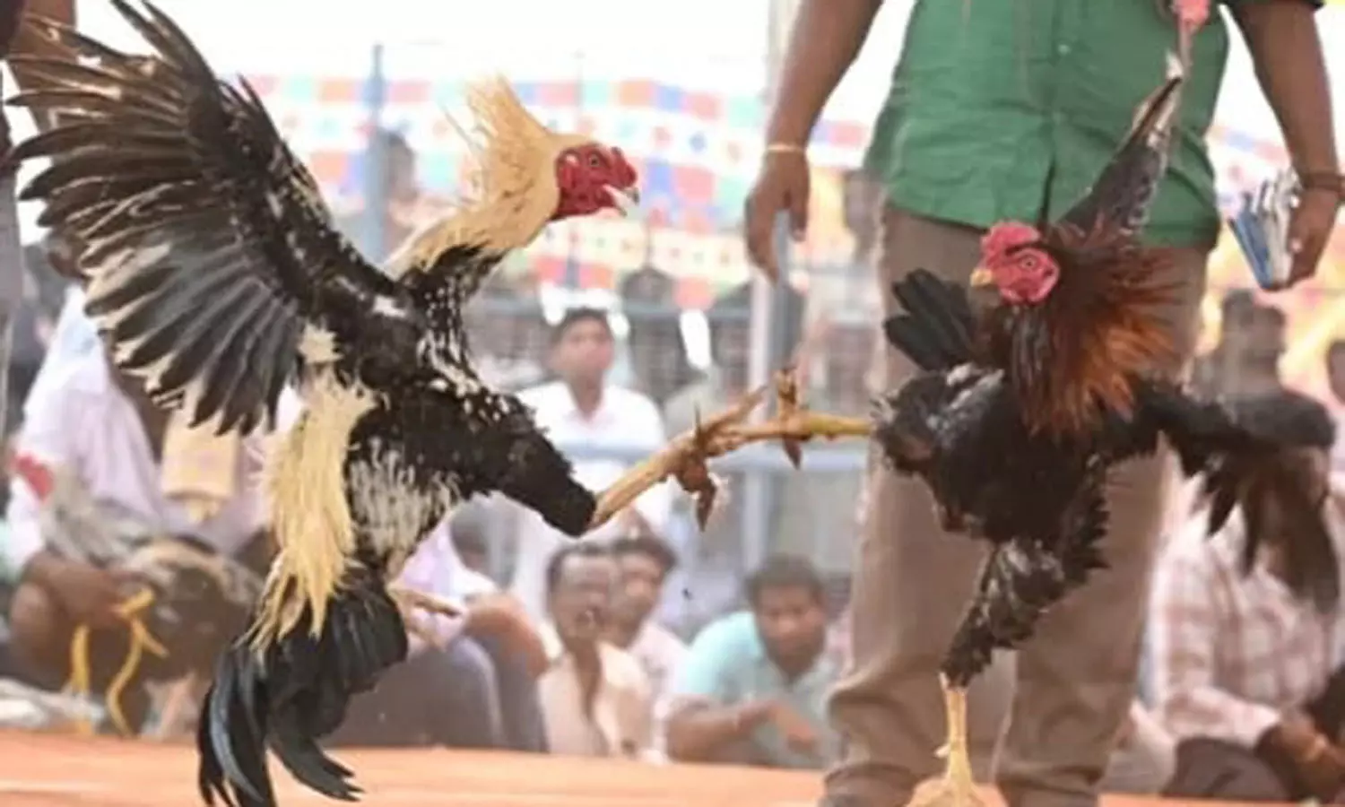 வெற்றி பெற்ற சேவலுக்கு 1.53 கோடி பரிசு…. ஒரே நாளில் 100 கோடி ரூபாய் பந்தயம்…. அமைச்சர்கள் முன்னிலையில் அரங்கேறிய அத்துமீறல்….!!