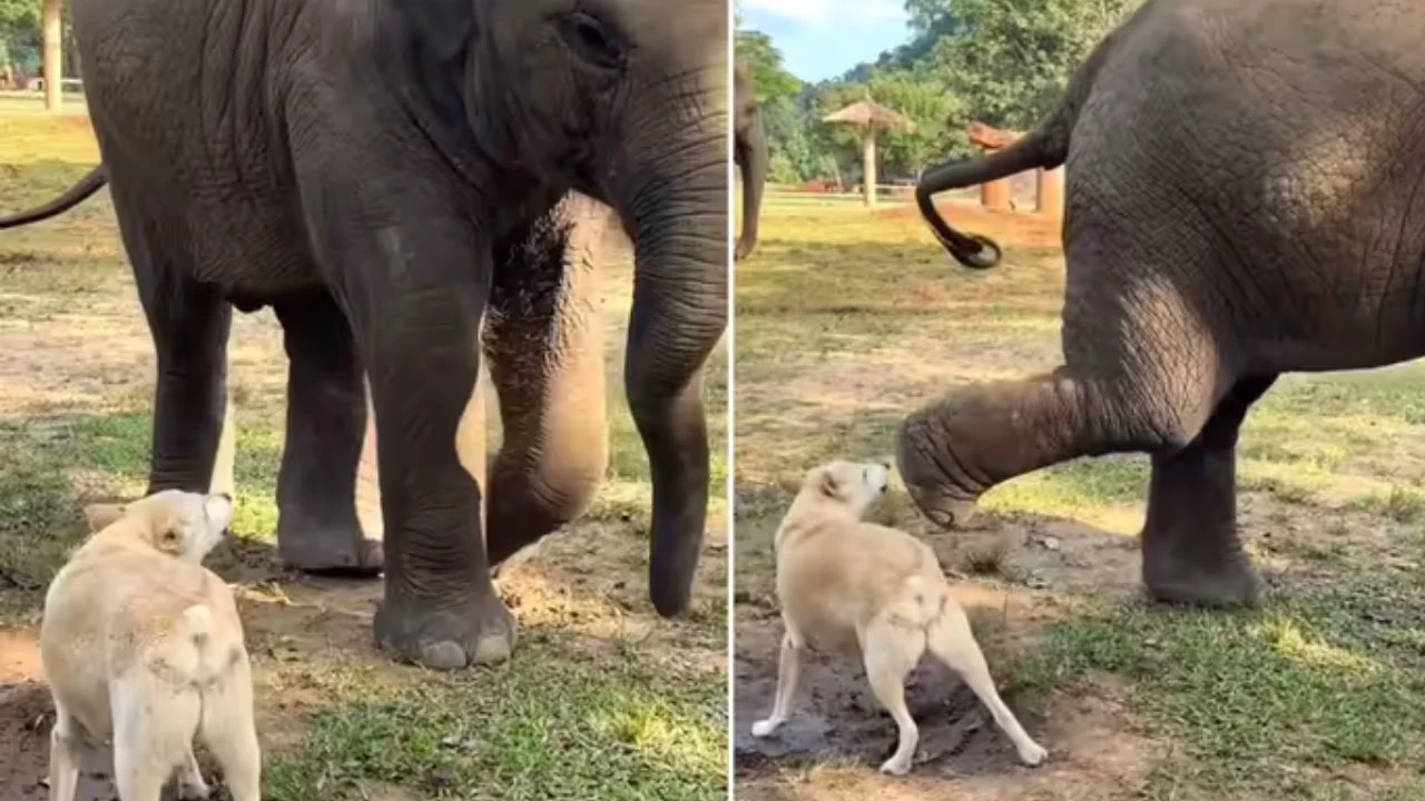 “யானைகளுக்கே இவர் தான் பாஸ்!”..பூங்காவில் வேலியை தாண்டாமல் யானைகளைப் பாதுகாக்கும் நாய்.. வைரலாகும் அதிசயமான வீடியோ..!!!