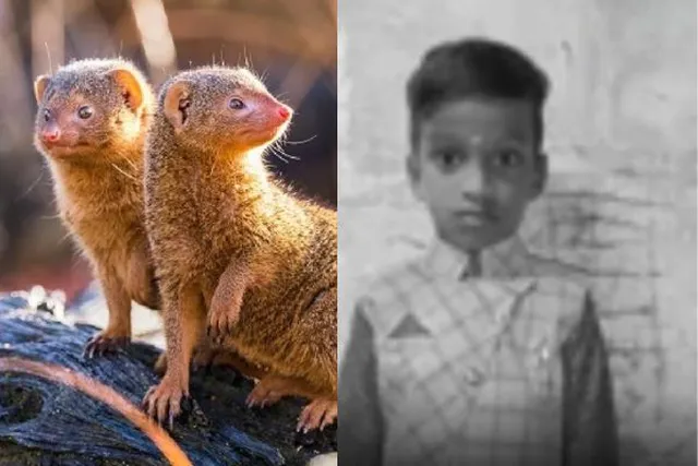 “கீரிப்பிள்ளை கடித்த 3 மாதங்களுக்குப் பின் சோகம்!” – 7 வயது சிறுவன் நவீன் சிகிச்சை பலனின்றி பலி.. உயிரிழக்கும் முன் வினோத செய்கை? திருவாரூரில் சோகத்தில்  உறைந்த மக்கள்..!!
