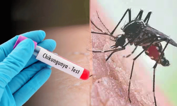 தமிழக மக்களே உஷார்..! “மூட்டு வலியில் முடக்கும் சிக்கன்குனியா”… 8 மாவட்டங்களுக்கு ஹை அலர்ட்… கொசுக்களிடம் ஜாக்கிரதை… எச்சரிக்கை அறிவிப்பு..!!